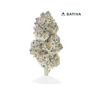 Purple Haze THCA Flower